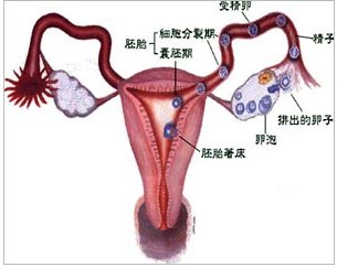 引起宫颈性不孕的原因有哪些