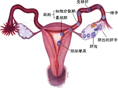六大治疗女性不孕偏方