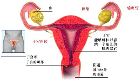 输卵管堵塞图