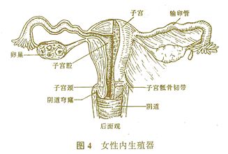 生殖解剖图