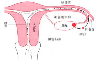 生殖解剖图